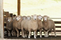 Uploads/241119_hinenui_R6_1-358_Mob_2.jpg