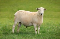 Uploads/241119_hinenui_R6_1-94-Edit_Wiltshire-v2.jpg