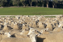 Uploads/KELSO_EWE_Hoggets-v2.png